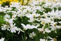 Beautiful White Cosmos Flowers and Yellow Marigold Flowers in fresh garden