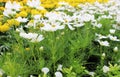 Beautiful White Cosmos Flowers and Yellow Marigold Flowers in fresh garden Royalty Free Stock Photo