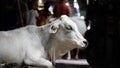 beautiful white cow sitting on floor image Royalty Free Stock Photo