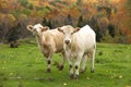 Beautiful white cows in a field Royalty Free Stock Photo