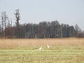 White crane birds in swamp, Lithuania