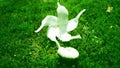 Beautiful white crepe jasmine on grass Royalty Free Stock Photo