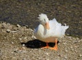 White Crested Domestic duck