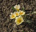 Beautiful white crocus blooming Royalty Free Stock Photo
