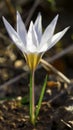 Beautiful white crocus flower Royalty Free Stock Photo