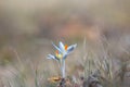 Beautiful white crocus flowers in a grass Royalty Free Stock Photo