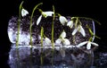 Beautiful white crocuses on a piece of curved iceagainst black backgrouund, space for text.