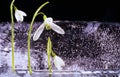 Beautiful white crocuses on a piece of curved iceagainst black backgrouund, space for text.