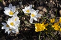 beautiful white crocuses Royalty Free Stock Photo