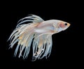 Beautiful white crowntail betta fish siamese fighting fish isolated on black background