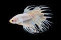 Beautiful white crowntail betta fish siamese fighting fish isolated on black background