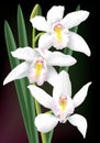 White cymbidium orchids