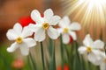 Beautiful white daffodil flower Royalty Free Stock Photo