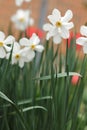 Beautiful white daffodil flower Royalty Free Stock Photo