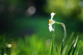 Beautiful white daffodil flower on a green meadow. Summer  Nature Spring Background Royalty Free Stock Photo