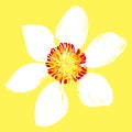 beautiful white daffodil flower with yellow-red center hand drawn