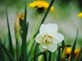 White daffodil narcissus and dandelion flowers Royalty Free Stock Photo