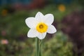 A beautiful white daffodil with an orange center