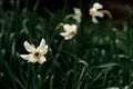 Beautiful white daffodils on a background of green grass. Flowers growing at home in the garden. Royalty Free Stock Photo