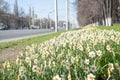 Beautiful white daffodils bloomed on the side of a city street on spring Royalty Free Stock Photo