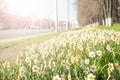 Beautiful white daffodils bloomed on the side of a city street on spring Royalty Free Stock Photo