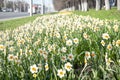 Beautiful white daffodils bloomed on the side of a city street on spring Royalty Free Stock Photo