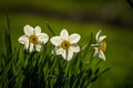 Beautiful white daffodils blossoming in the spring garden. Royalty Free Stock Photo