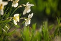 Beautiful white daffodils blossoming in the spring garden. Royalty Free Stock Photo