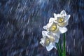 Beautiful white daffodils flowers on background of water drops tracks Royalty Free Stock Photo