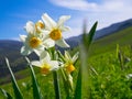 Beautiful white daffodils Royalty Free Stock Photo