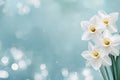 Beautiful white daffodils with soft blue background create a serene atmosphere Royalty Free Stock Photo
