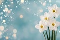 Beautiful white daffodils with soft blue background create a serene atmosphere Royalty Free Stock Photo