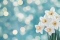 Beautiful white daffodils with soft blue background create a serene atmosphere Royalty Free Stock Photo