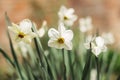 Beautiful white daffodils in a spring garden. Springtime blooming narcissus flowers Royalty Free Stock Photo