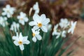 Beautiful white daffodils in a spring garden. Springtime blooming narcissus flowers Royalty Free Stock Photo