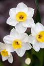 Beautiful white daffodils in a spring garden. Springtime blooming narcissus flowers. Selective focus Royalty Free Stock Photo