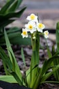 Beautiful white daffodils in a spring garden. Springtime blooming narcissus flowers. Selective focus Royalty Free Stock Photo