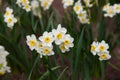 beautiful white daffodils in spring time Royalty Free Stock Photo