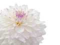 Beautiful white dahlia Royalty Free Stock Photo