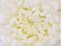 Beautiful white Dahlia Blossom Royalty Free Stock Photo