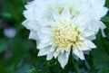 Beautiful white dahlia Cotton candy flower blossoming in summer garden Royalty Free Stock Photo