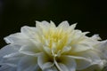 Luxurious White Garden Dahlia Flower with Water Drops Isolated on Black Background.