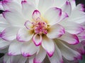 Beautiful White Dahlia Flower in garden. Royalty Free Stock Photo