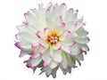 Beautiful White Dahlia Flower in garden. Royalty Free Stock Photo