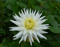 Beautiful white dahlia flower in the garden. Royalty Free Stock Photo