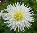 Beautiful white dahlia flower in the garden. Royalty Free Stock Photo