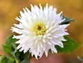 Beautiful white dahlia flower on natural background Royalty Free Stock Photo