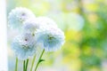 Beautiful white Dahlia flower on a window Royalty Free Stock Photo