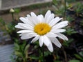 Beautiful white dahlia fresh flower blossoming in the garden Royalty Free Stock Photo