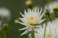 Beautiful white dahlias in the garden.